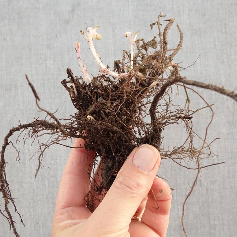 Exemplar von Katzenminze Six Hill s Giant - Nepeta faassenii Wurzelnackt wie im Winter geliefert