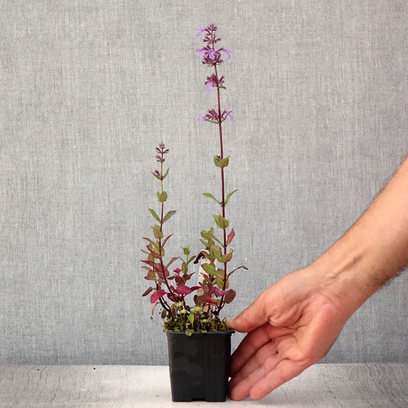 Exemplar von Großblütige Katzenminze Bramdean - Nepeta grandiflora Kleine Töpfe von 8/9 cm wie im Sommer geliefert