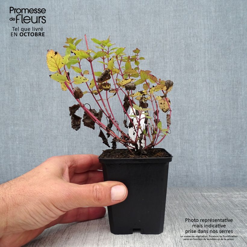 Exemplar von Großblütige Katzenminze Dawn to Dusk - Nepeta grandiflora Kleine Töpfe von 8/9 cm wie im Herbst geliefert