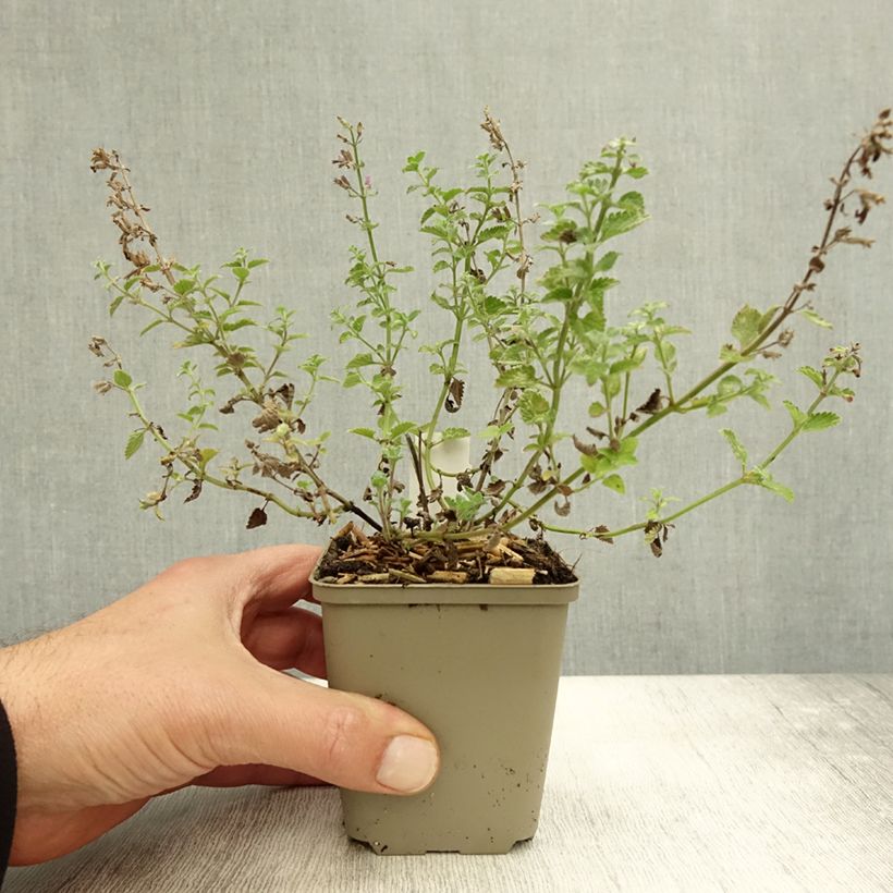 Exemplar von Katzenminze Kit Cat - Nepeta faassenii Kleine Töpfe von 8/9 cm wie im Herbst geliefert