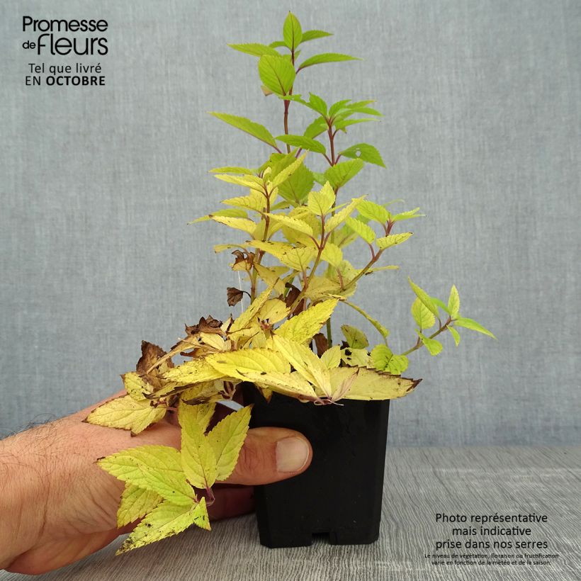 Exemplar von Katzenminze Manchu Blue - Nepeta manchuriensis Kleine Töpfe von 8/9 cm wie im Herbst geliefert