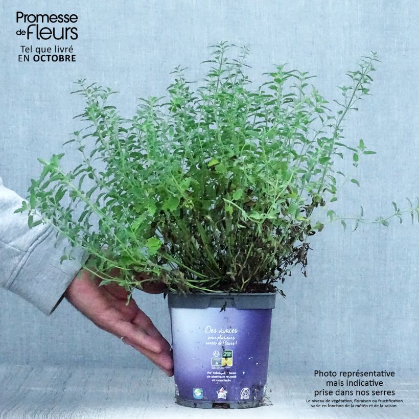 Exemplar von Trauben-Katzenminze - Nepeta mussini Topf mit 2L/3L wie im Herbst geliefert