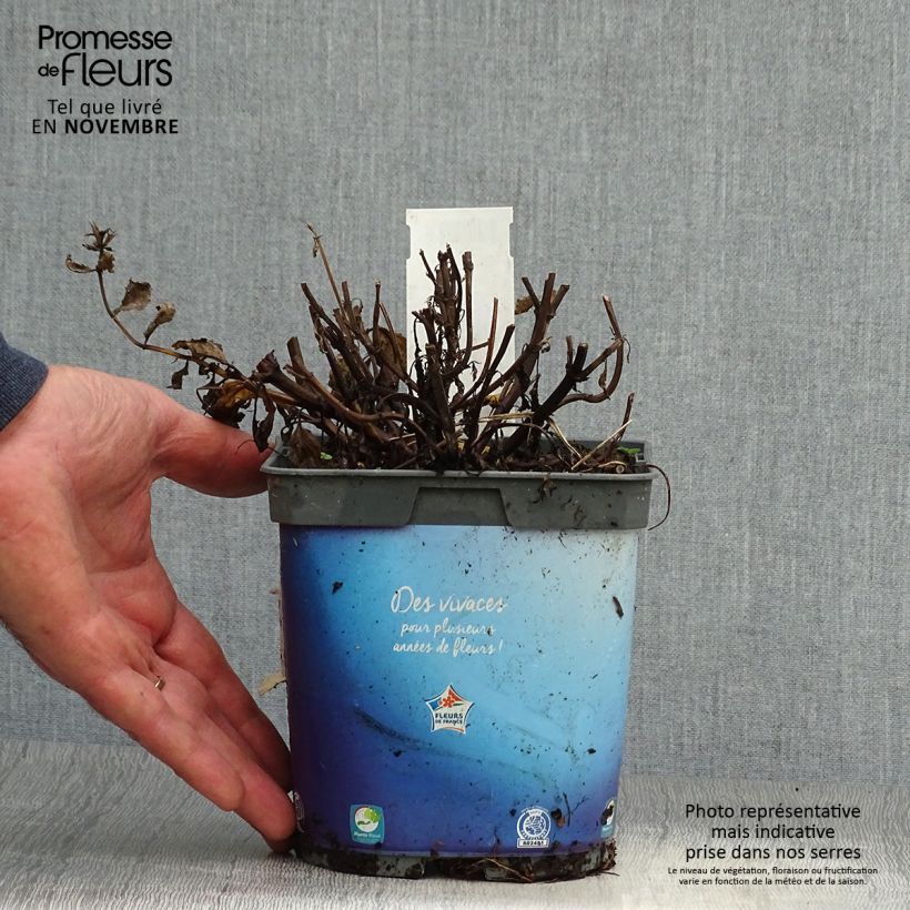 Exemplar von Geaderte Katzenminze - Nepeta nervosa Topf mit 2L/3L wie im Herbst geliefert