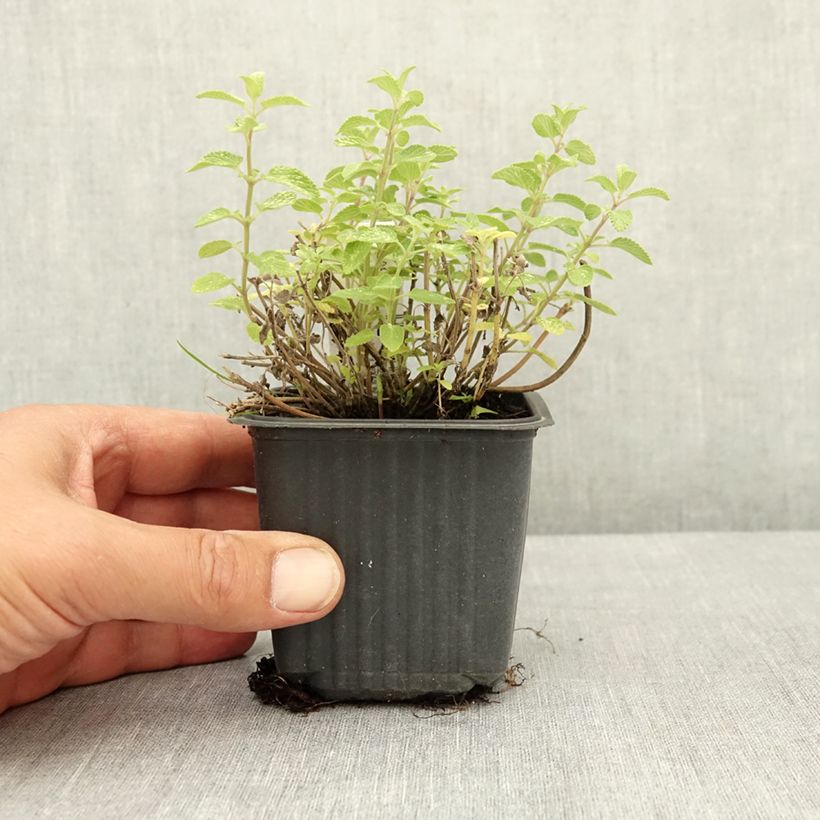 Exemplar von Katzenminze Nova Blue - Nepeta x faassenii  Kleine Töpfe von 8/9 cm wie im Sommer geliefert