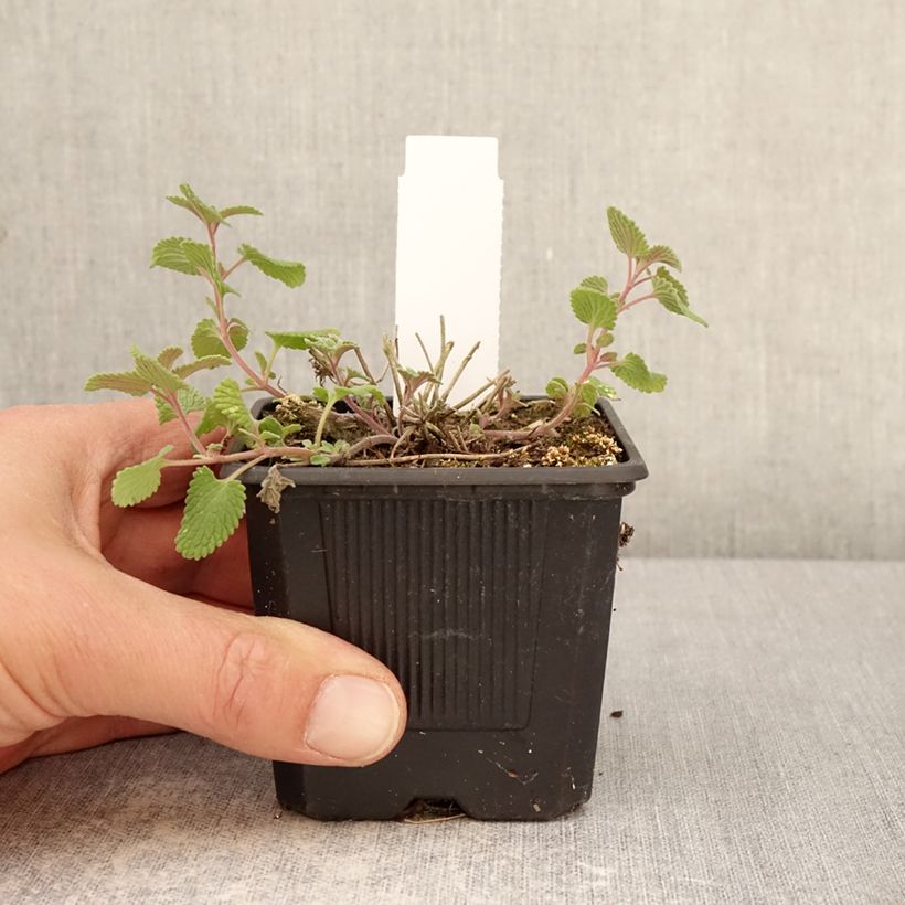 Exemplar von Nepeta Nova Blue - Népéta hybride Kleine Töpfe von 8/9 cm wie im Frühjahr geliefert