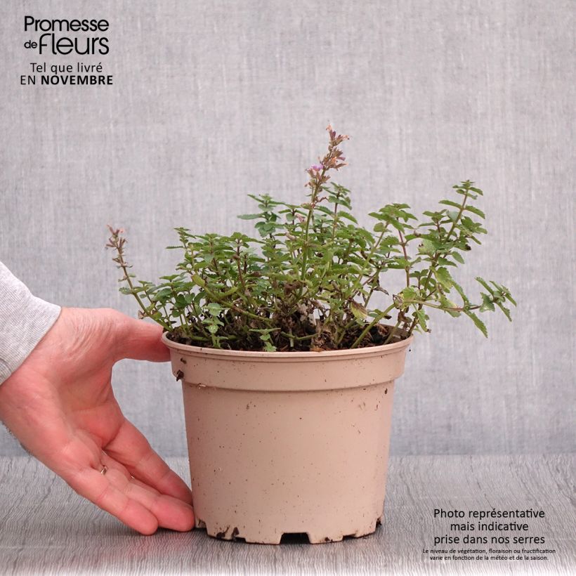 Exemplar von Katzenminze Purrsian Blue - Nepeta faassenii Topf mit 2L/3L wie im Herbst geliefert