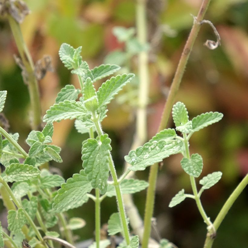 Nepeta racemosa Amelia - Traubige Katzenminze (Laub)
