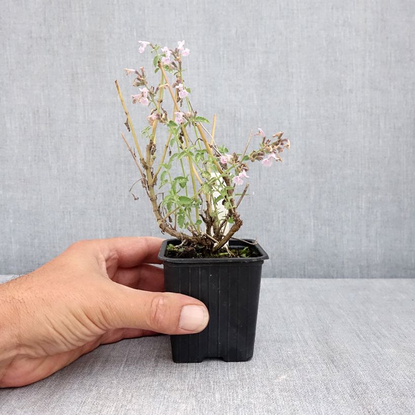 Exemplar von Nepeta racemosa Amelia - Traubige Katzenminze Kleine Töpfe von 8/9 cm wie im Sommer geliefert