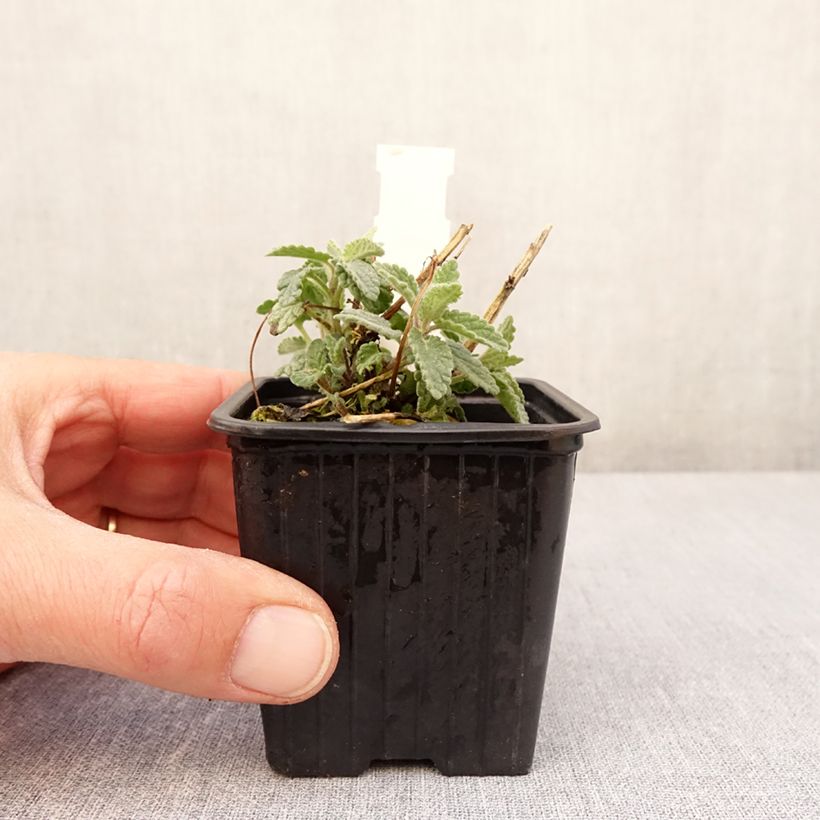 Exemplar von Nepeta racemosa Amelia - Traubige Katzenminze Kleine Töpfe von 8/9 cm wie im Frühjahr geliefert