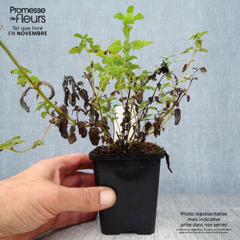 Exemplar von Traubige Katzenminze Grog - Nepeta racemosa Kleine Töpfe von 8/9 cm wie im Herbst geliefert