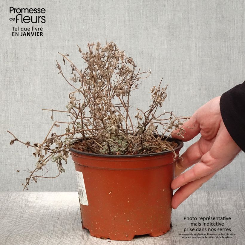 Exemplar von Traubige Katzenminze Grog - Nepeta racemosa Topf mit 2L/3L wie im Winter geliefert