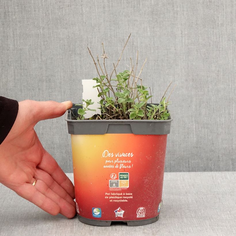 Exemplar von Traubige Katzenminze Snowflake - Nepeta racemosa Topf mit 2L/3L wie im Frühjahr geliefert