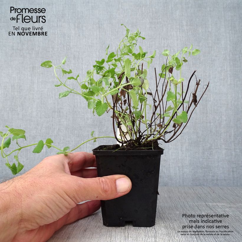 Exemplar von Traubige Katzenminze Superba - Nepeta racemosa Kleine Töpfe von 8/9 cm wie im Herbst geliefert
