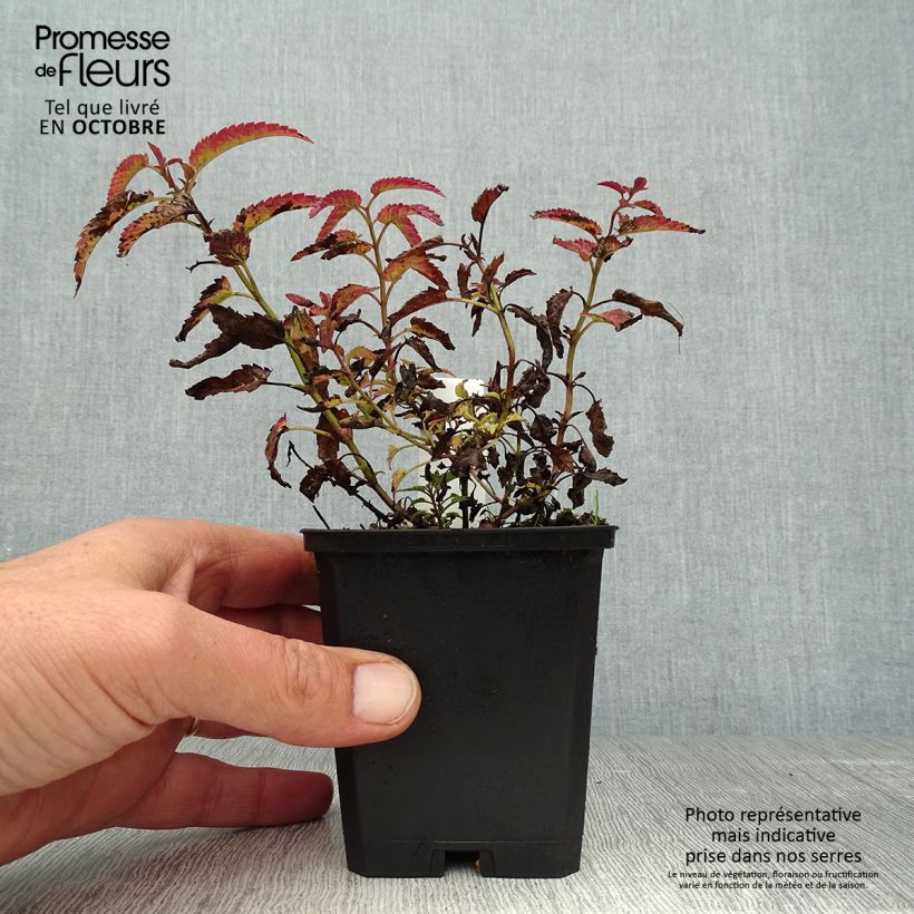 Exemplar von Katzenminze Souvenir d'Andre Chaudron - Nepeta sibirica Kleine Töpfe von 8/9 cm wie im Herbst geliefert