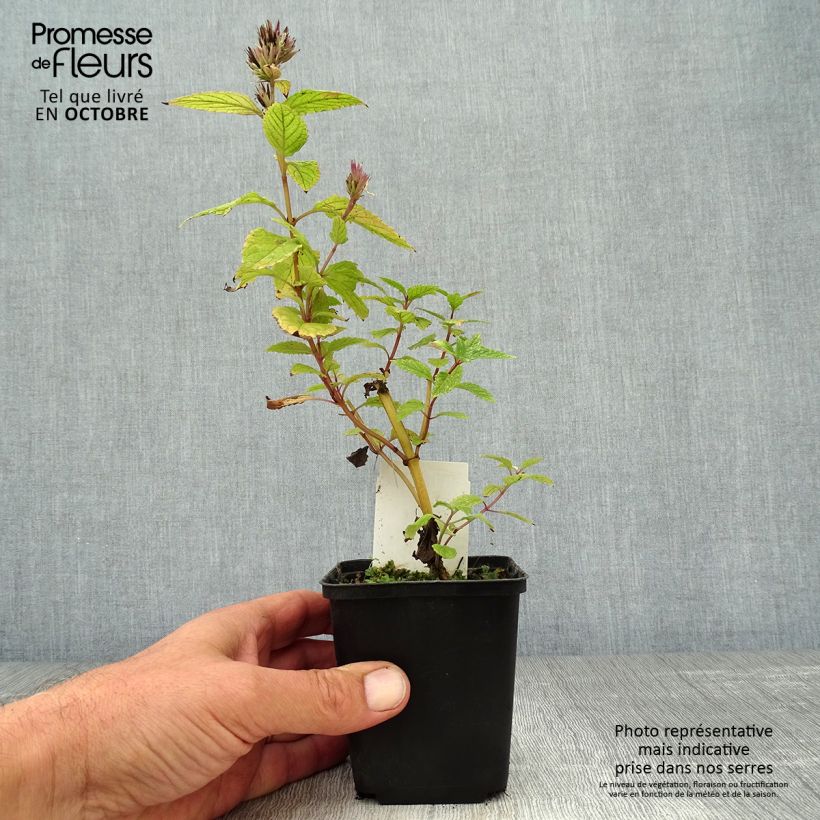 Exemplar von Sitzende Katzenminze Sweet Dreams - Nepeta subsessilis Kleine Töpfe von 8/9 cm wie im Herbst geliefert