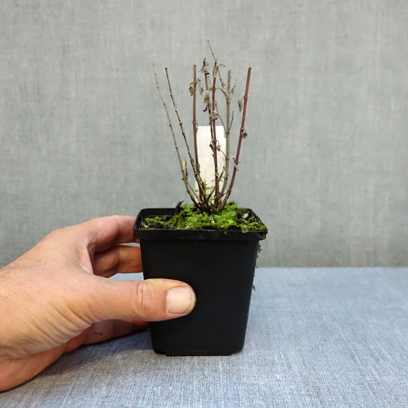 Exemplar von Katzenminze Dropmore - Nepeta faassenii Kleine Töpfe von 8/9 cm wie im Herbst geliefert