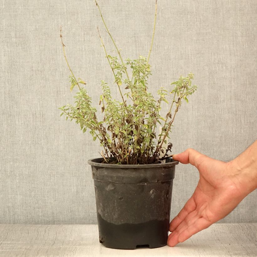 Exemplar von Katzenminze Dropmore - Nepeta faassenii Topf mit 2L/3L wie im Sommer geliefert