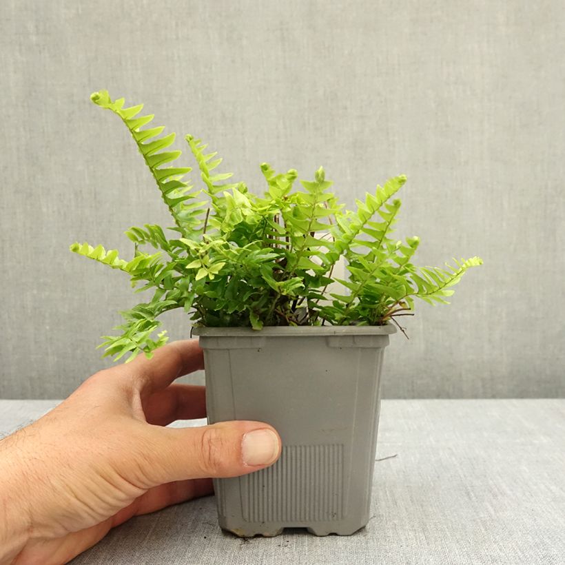 Exemplar von Nephrolepis cordifolia  Artic Jungle - Fougère de Boston rustique Godet de 8/9 cm wie im Frühjahr geliefert