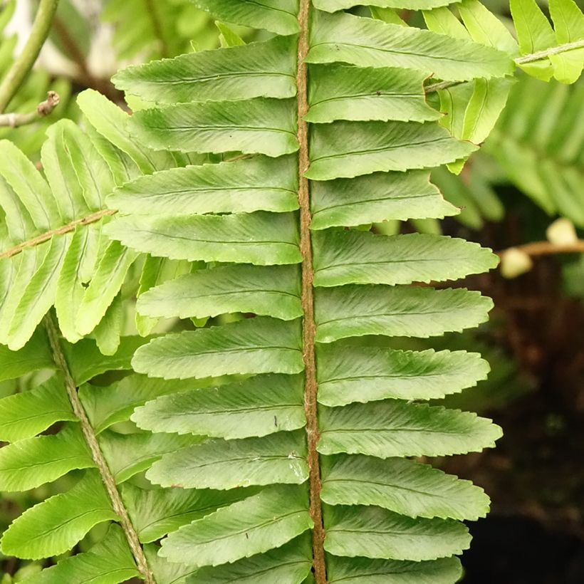 Nephrolepis cordifolia Artic Jungle - Schlanker Schwertfarn (Laub)