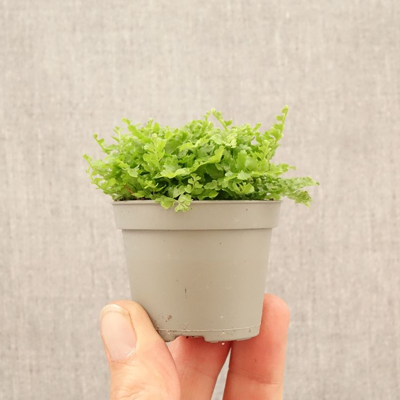 Exemplar von Schwertfarn Fluffy Ruffle - Nephrolepis exaltata Mini-Pflanze wie im Frühjahr geliefert