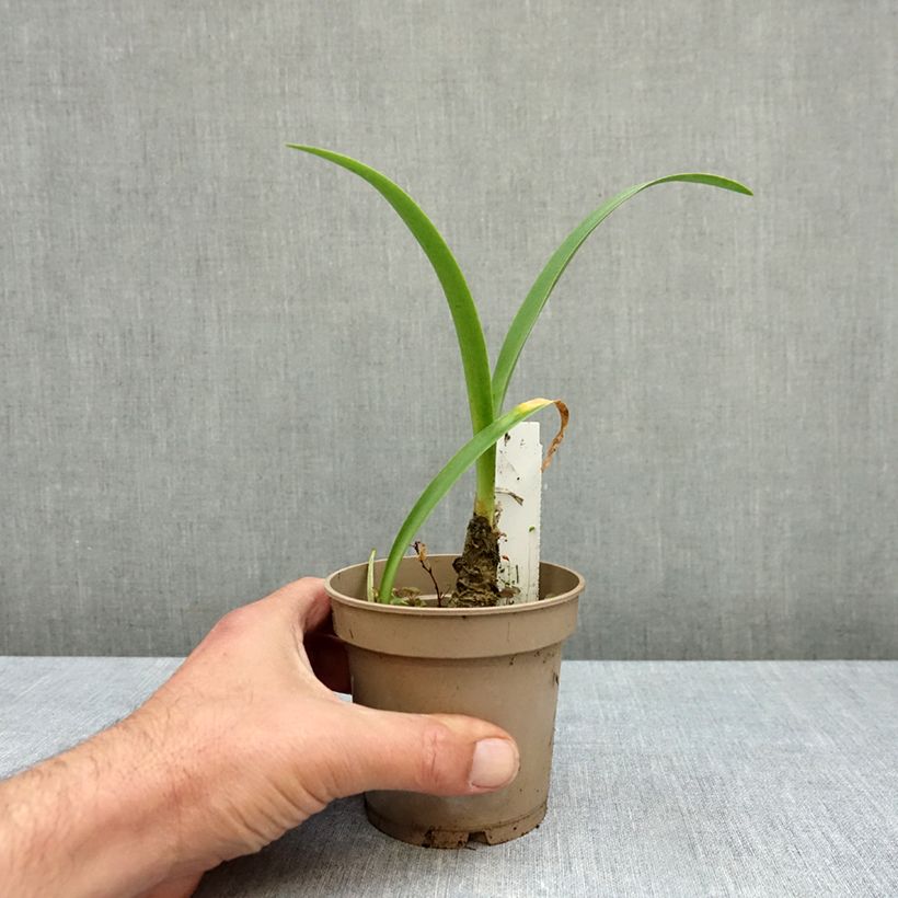 Exemplar von Nerine bowdenii Ostara K - Guernsey-Lilie Topf mit 1,5L/2L Kaliber/Größe 12/14 wie im Herbst geliefert