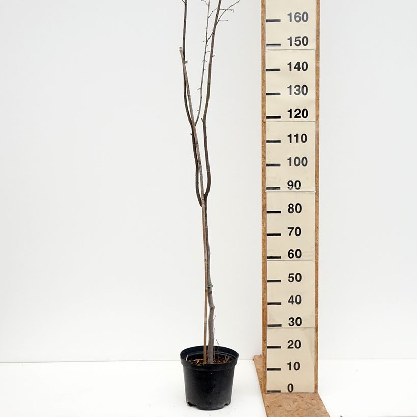 Exemplar von Haselnuss Anny's Red Dwarf - Corylus avellana Topf mit 7,5L/10L wie im Herbst geliefert