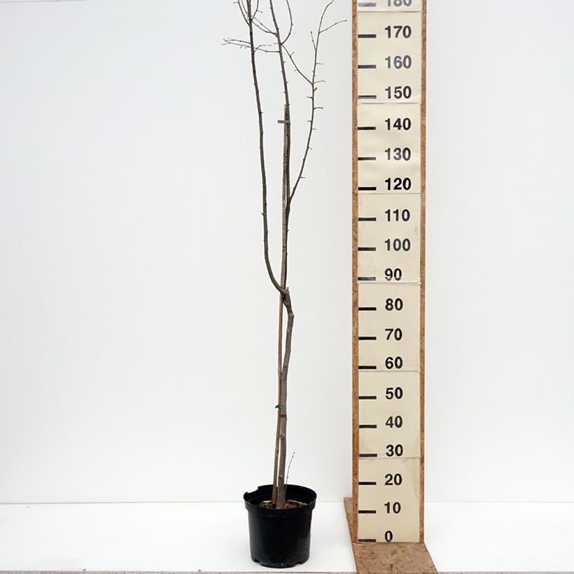 Exemplar von Haselnuss Anny's Red Dwarf - Corylus avellana Topf mit 7,5L/10L, Stamm wie im Winter geliefert