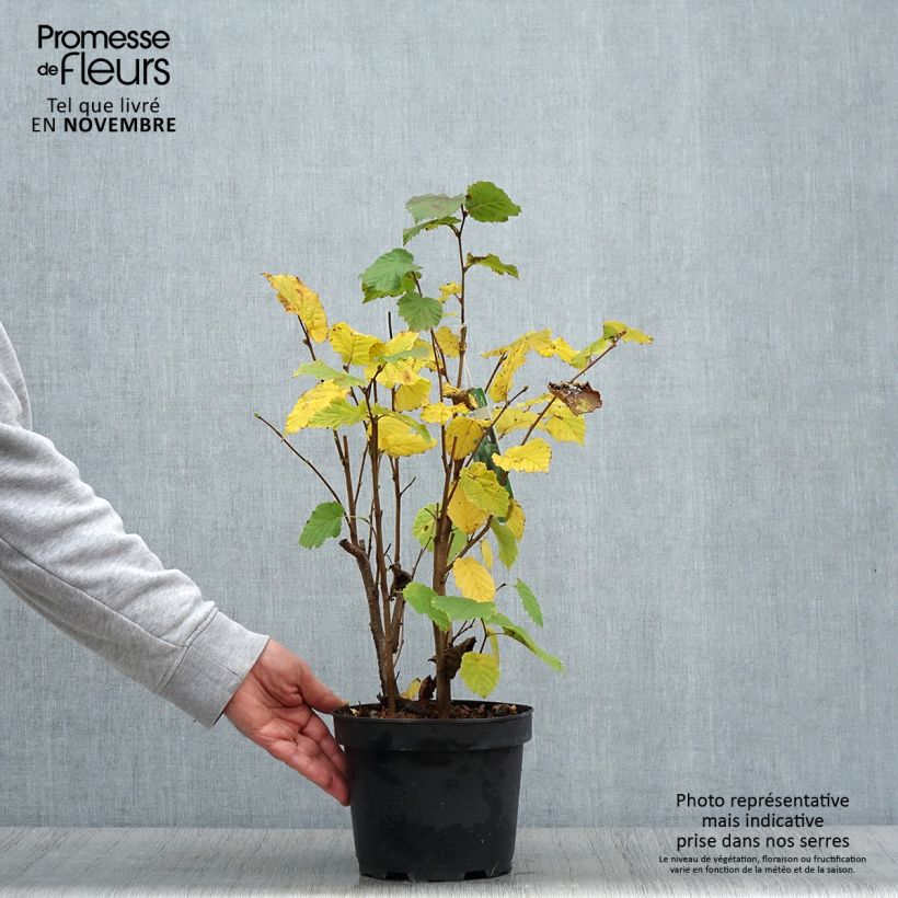 Exemplar von Haselnuss - Corylus avellana Topf mit 2L/3L wie im Herbst geliefert