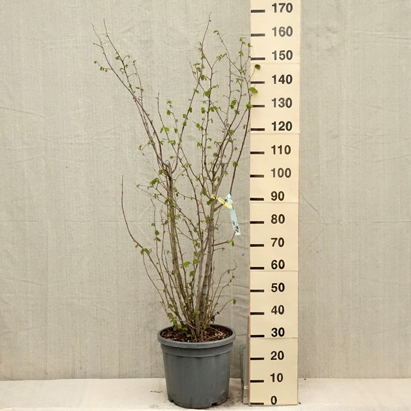 Exemplar von Haselnuss - Corylus avellana Topf mit 7,5L/10L wie im Frühjahr geliefert