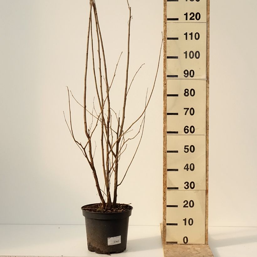 Exemplar von Haselnuss - Corylus avellana Topf mit 7,5L/10L wie im Winter geliefert