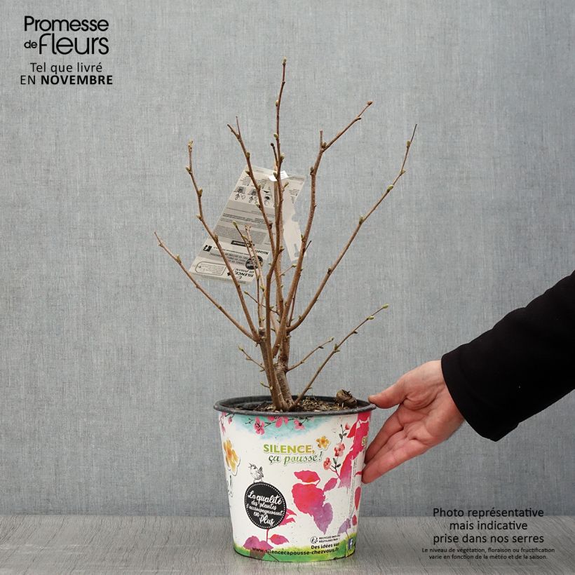 Exemplar von Haselnuss Longue d'Espagne - Corylus avellana Topf mit 3L/4L, Strauch wie im Herbst geliefert