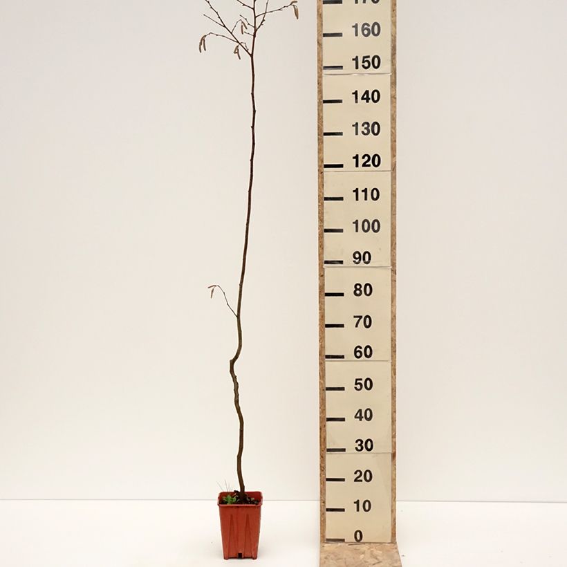 Exemplar von Haselnuss Tonda Gentile Romana - Corylus avellana Topf mit 1,5L/2L wie im Winter geliefert