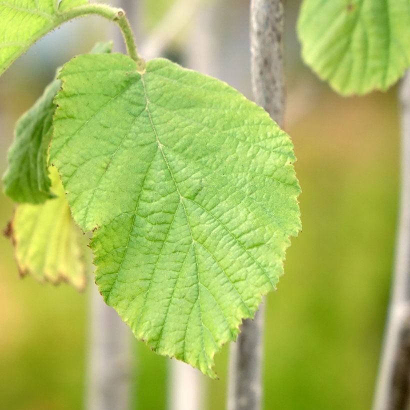 Haselnuss Tonda Gentile Trilobata - Corylus avellana (Laub)