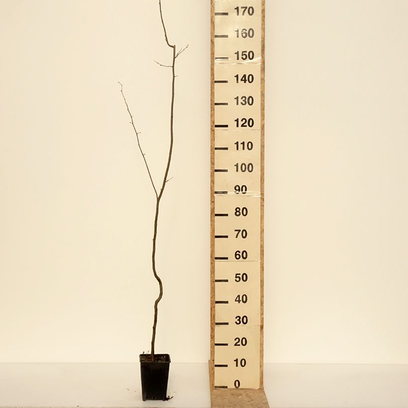Exemplar von Haselnuss Tonda Gentile Trilobata - Corylus avellana Topf mit 1,5L/2L wie im Winter geliefert