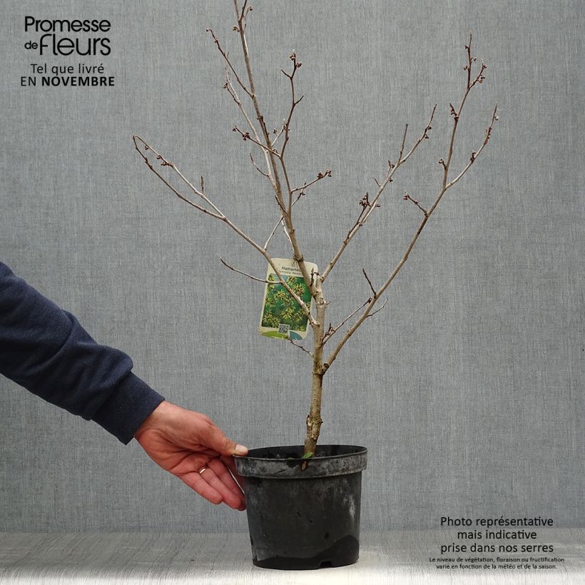 Exemplar von Zaubernuss Westerstede - Hamamelis intermedia Topf mit 3L/4L wie im Herbst geliefert