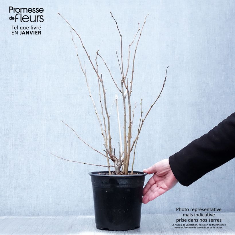 Exemplar von Haselnuss Fertile de Coutard - Corylus avellana Topf mit 3L/4L, Strauch wie im Winter geliefert