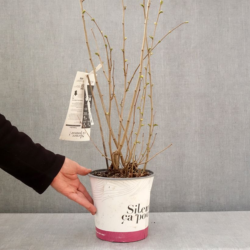 Exemplar von Haselnuss Fertile de Coutard - Corylus avellana Topf mit 3L/4L, Strauch wie im Frühjahr geliefert