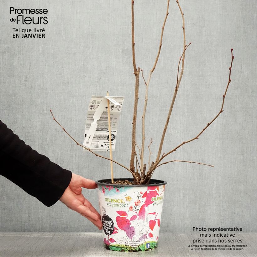 Exemplar von Lambertsnuss Géant de Halle - Corylus maxima Topf mit 4L/5L, Strauch wie im Winter geliefert