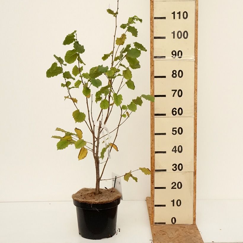 Exemplar von Lambertsnuss Géant de Halle - Corylus maxima Topf mit 7,5L/10L wie im Herbst geliefert