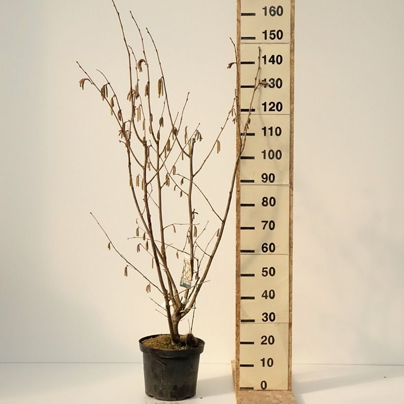 Exemplar von Lambertsnuss Géant de Halle - Corylus maxima Topf mit 7,5L/10L wie im Winter geliefert