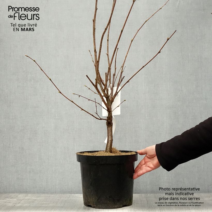 Exemplar von Lambertsnuss Géant de Halle - Corylus maxima Topf mit 7,5L/10L wie im Frühjahr geliefert