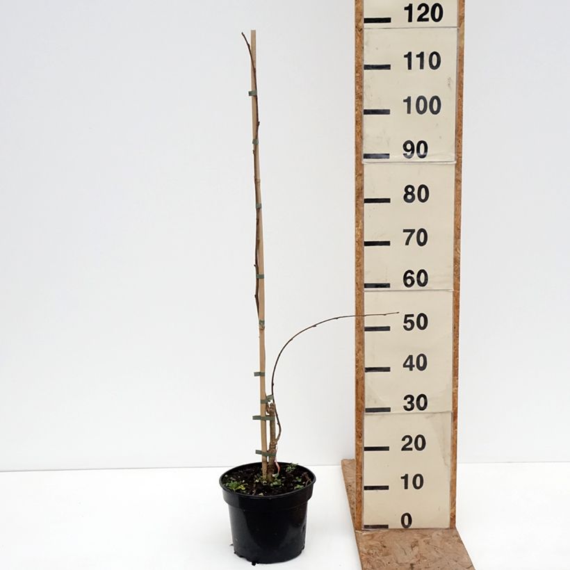 Exemplar von Haselnuss Pendula - Corylus avellana Topf mit 4L/5L wie im Winter geliefert