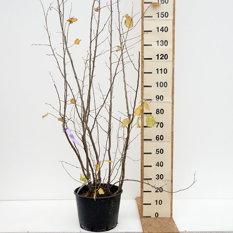 Exemplar von Haselnuss Syrena - Corylus avellana Topf mit 12L/15L wie im Herbst geliefert