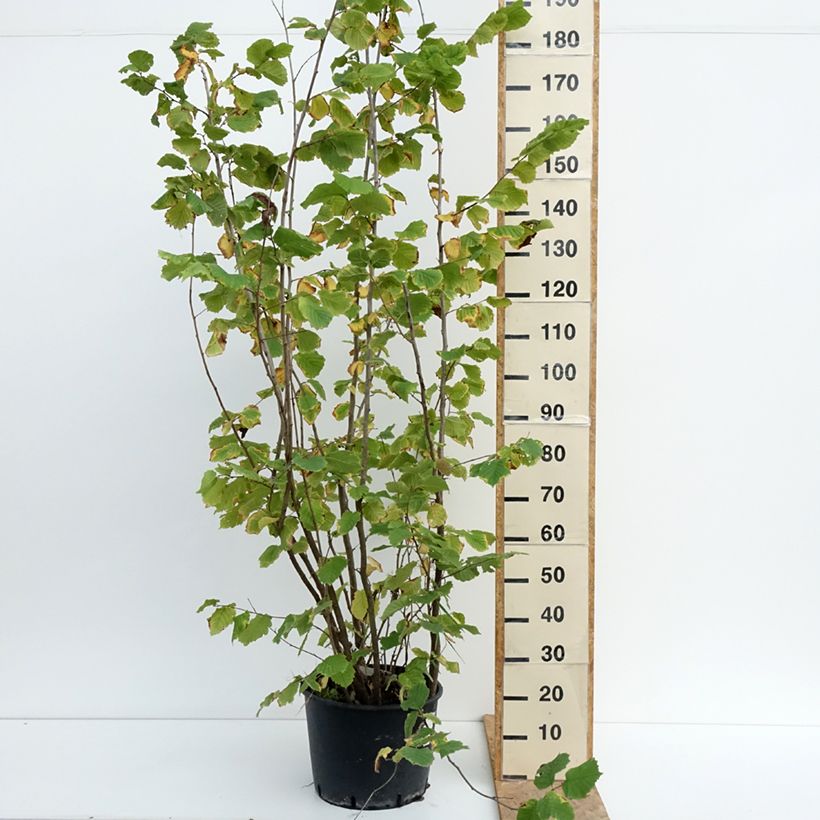 Exemplar von Haselnuss Syrena - Corylus avellana Topf mit 12L/15L wie im Sommer geliefert
