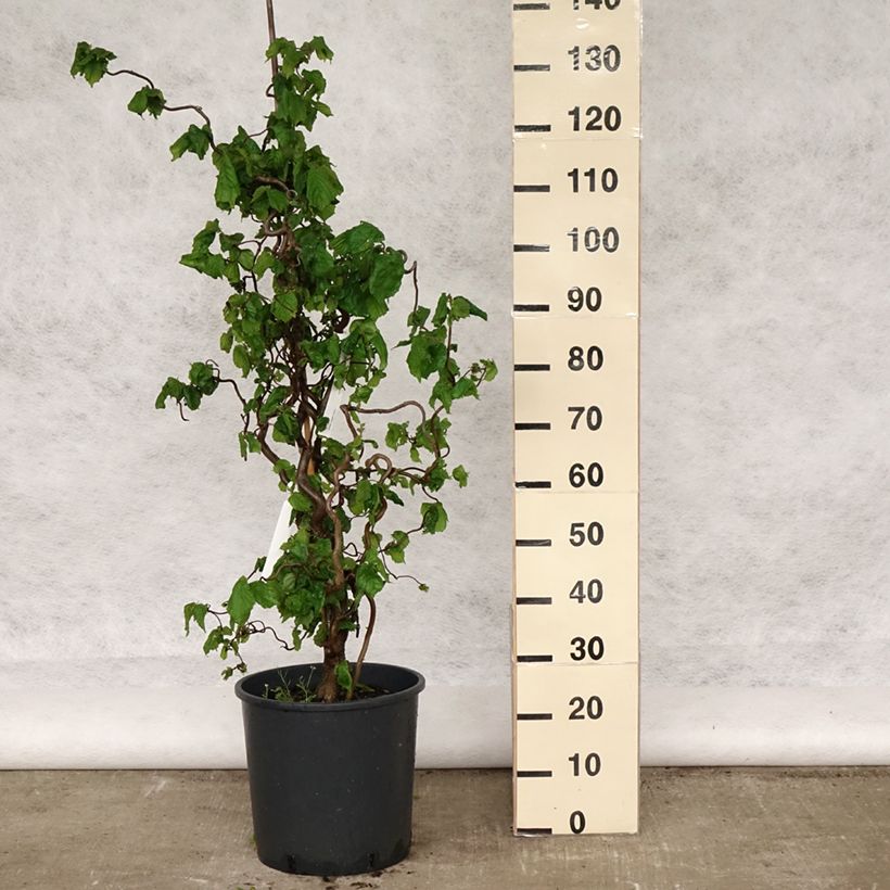 Exemplar von Haselnuss Contorta - Corylus avellana Topf mit 12L/15L wie im Frühjahr geliefert