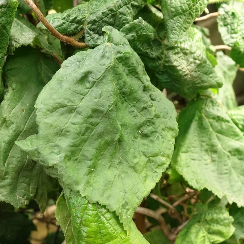 Haselnuss Contorta - Corylus avellana (Laub)