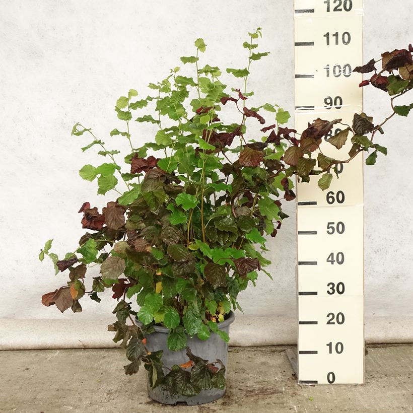 Exemplar von Haselnuss Red Majestic - Corylus avellana Topf mit 12L/15L wie im Sommer geliefert