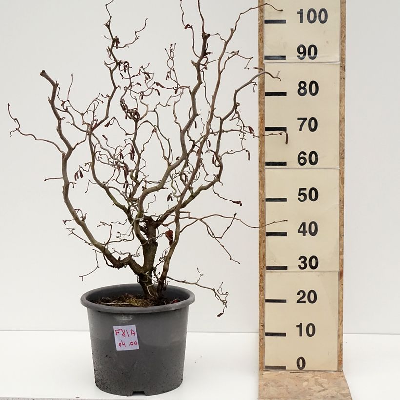 Exemplar von Haselnuss Red Majestic - Corylus avellana Topf mit 12L/15L wie im Winter geliefert