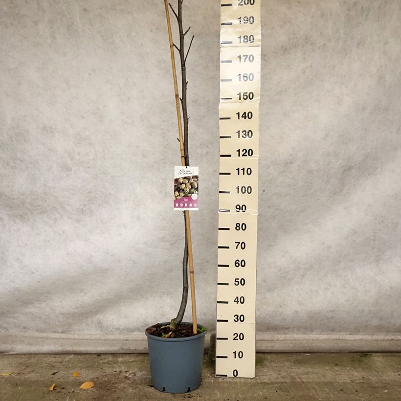 Exemplar von Schwarznuss Corne - Juglans nigra Topf mit 18L/20L, Stämmchen wie im Herbst geliefert