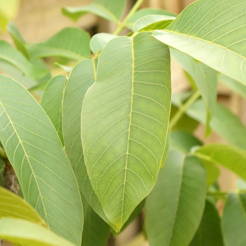 Schwarznuss Corne - Juglans nigra (Laub)